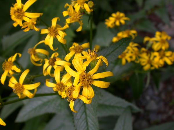 Arrow leaved groundsel <i>(Senecio triangularis)</i> blooms