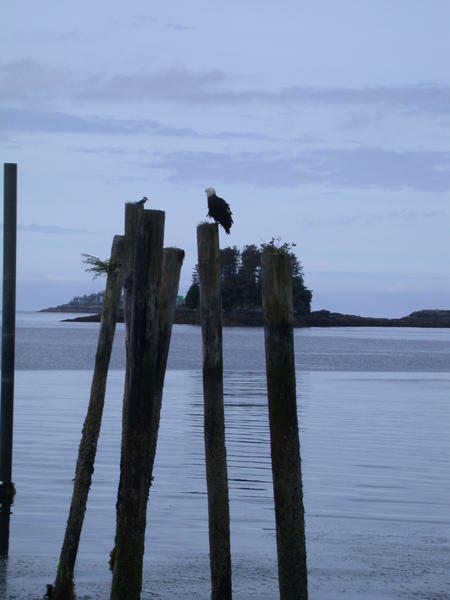 Eagle and kingfisher