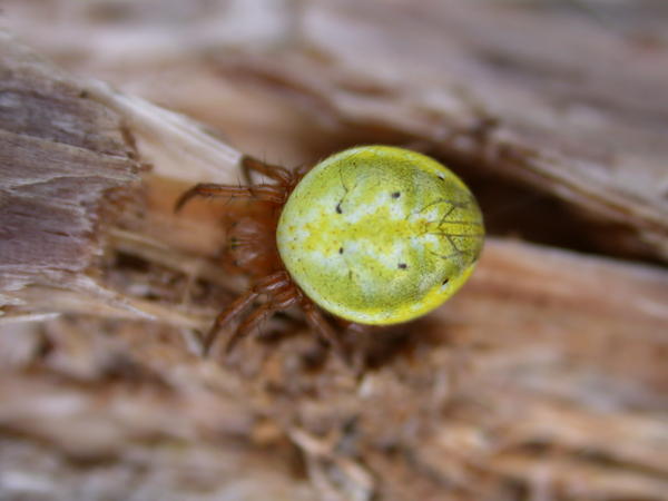 Small Yellow Spider