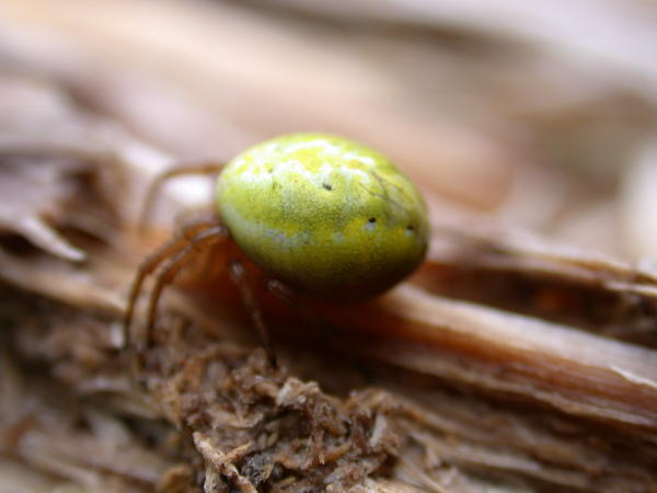 Side view of yellow spider