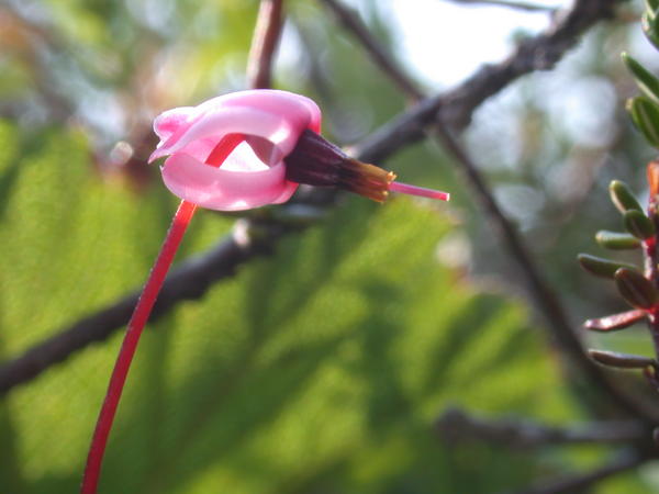 Bog Cranberry <i>(Oxycoccus oxycoccus)</i> Flower