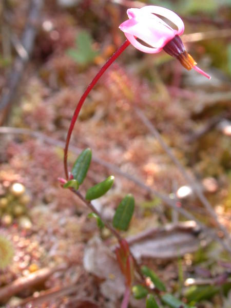 Bog Cranberry <i>(Oxycoccus oxycoccus)</i> flower and leaves