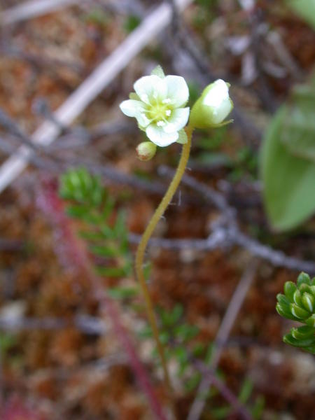 Sundew <i>(Drosera rotundifolia)</i> flowers