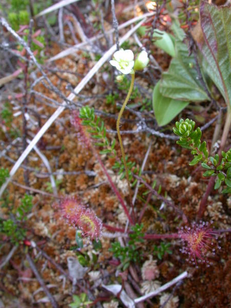 Sundew <i>(Drosera rotundifiolia)</i> leaves and flowers