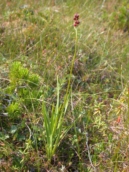 Sticky false asphodel <i>(Tofieldia glutinosa)</i> in seed