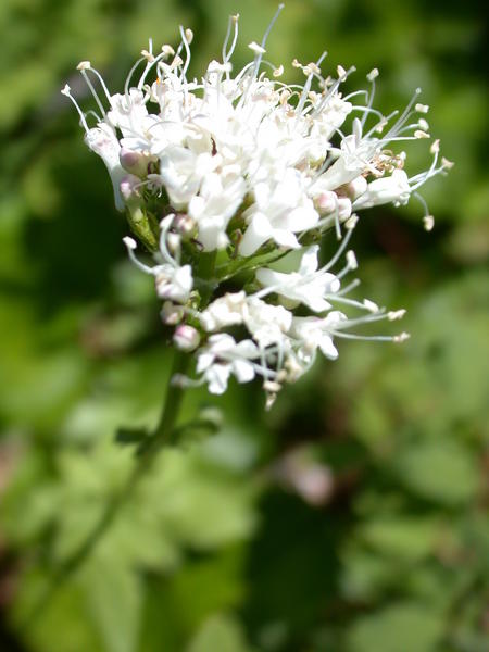 Sitka Valerian <i>(Valeriana sitchensis)</i> flowers