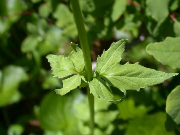 Sitka valerian <i>(Valeriana sitchensis)</i> leaves