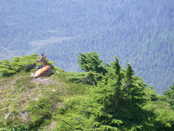 Sitka black tailed deer