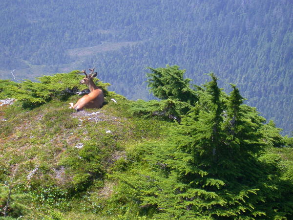 Sitka black tailed deer