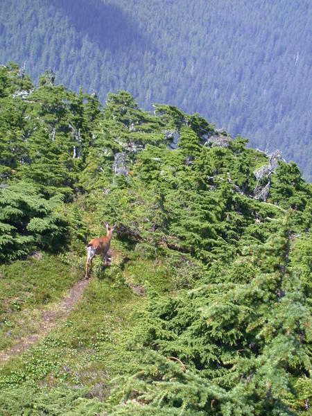 Sitka black tailed deer