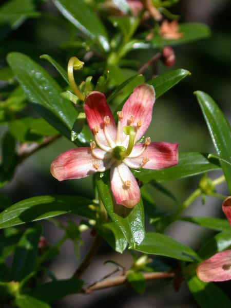 Copperbush <i>(Cladothamnus pyroliflorus)</i> flower