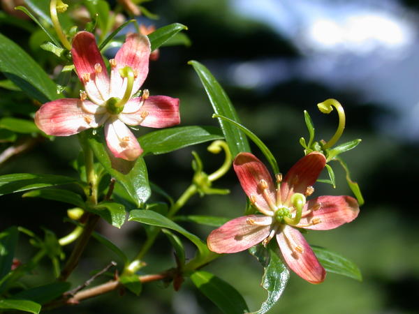 Copperbush <i>(Cladothamnus pyroliflorus)</i> flowers