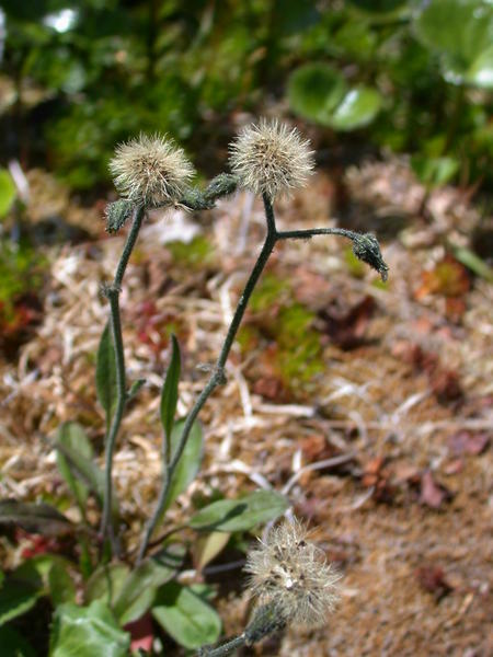 Unidentified Asters in seed