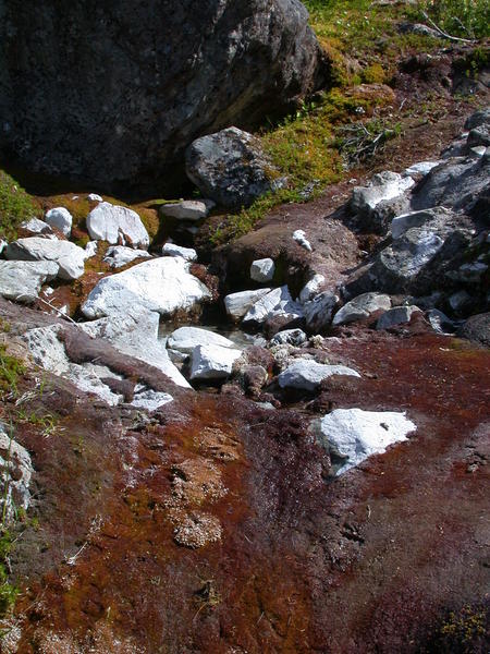 Mossy Stream