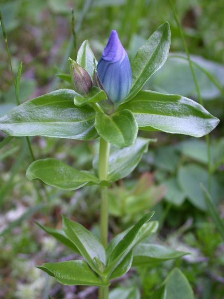 Broad petalled gentian <i>(Gentiana platypetala)</i> flower bud