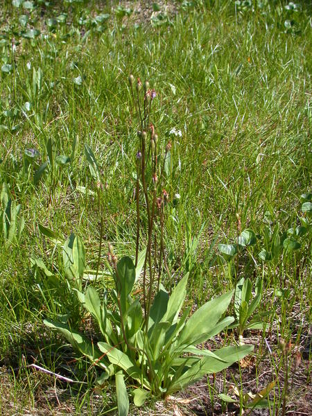 Bloomed out shooting stars <i>(Dodecatheon ?)</i>