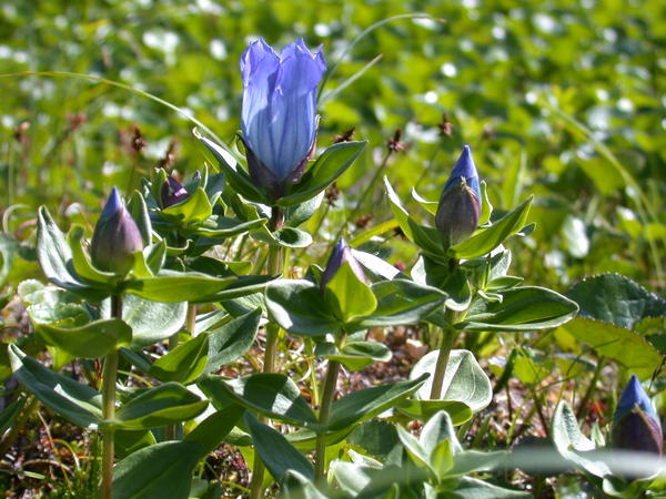 Broad petalled gentian <i>(Gentiana platypetala)</i> flowers