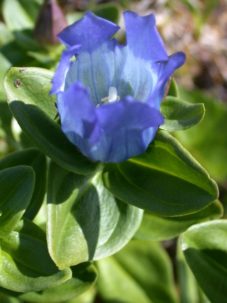 Broad petalled gentian <i>(Gentiana platypetala)</i> flower