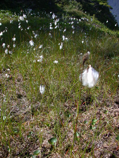 Cotton Grass <i>(Eriophorum)</i>