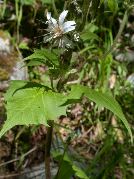 Rattlesnake Root <i>(Prenanthes alata)</i> in bloom