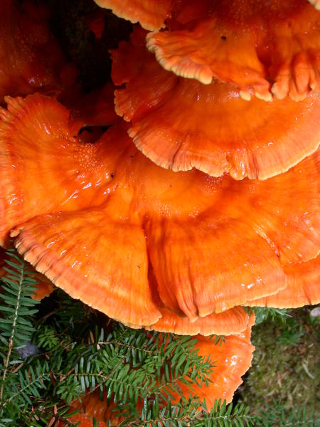 Chicken of the woods