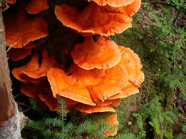 Chicken of the woods