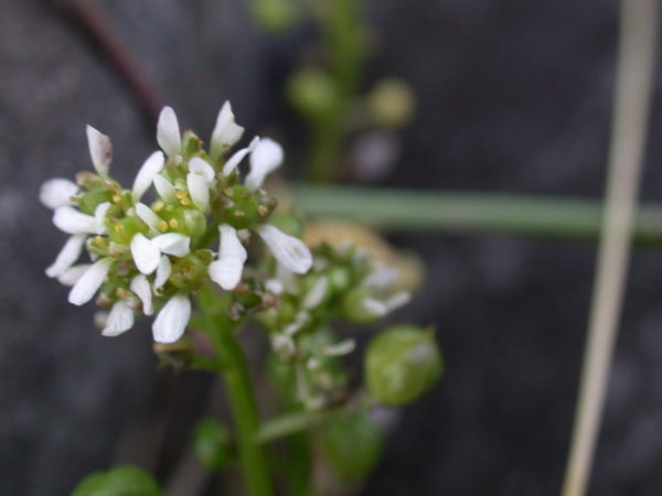 Scurvy Grass <i>(Cochlearia officinalis)</i>