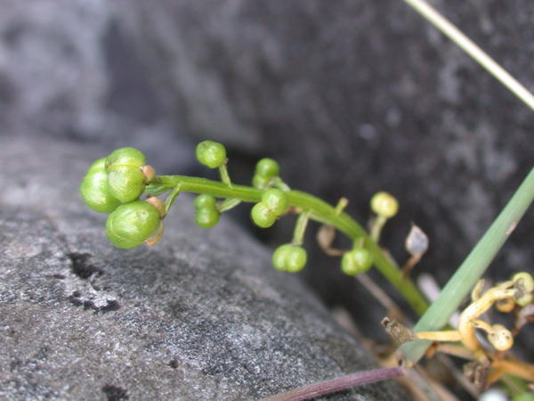 Scurvy Grass <i>(Cochlearia officinalis)</i> silicles