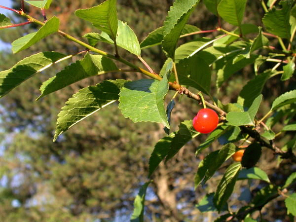 Ripe Cherry