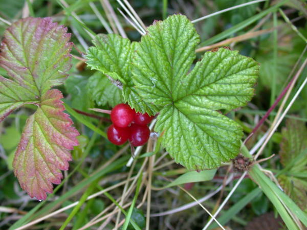 Nagoonberry <i>(Rubus arcticus)</i>