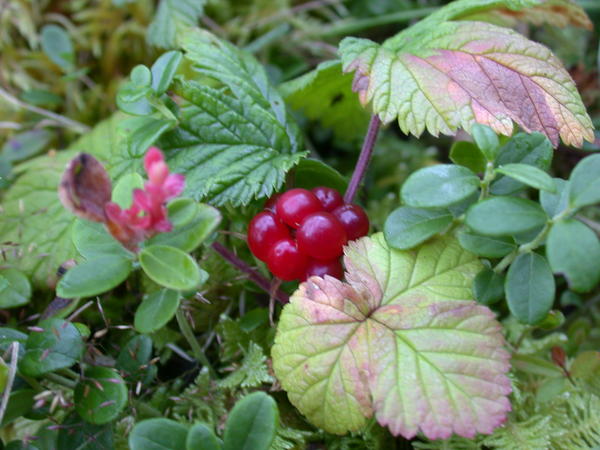 Nagoonberry <i>(Rubus arcticus)</i>