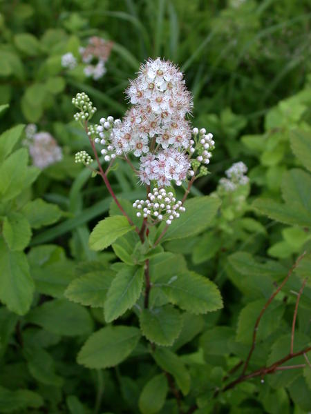 Unidentified plant in flower