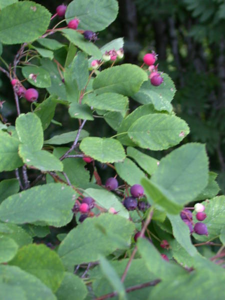 Saskatoon <i>(Amelanchier alnifolia)</i>