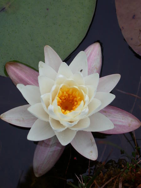 Pond Lily