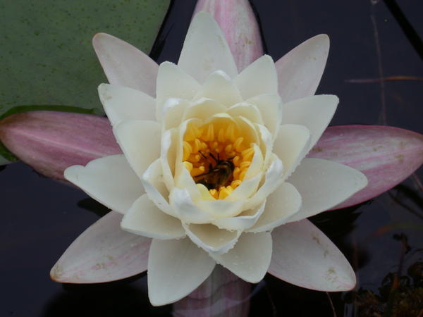 Pond Lily with bee