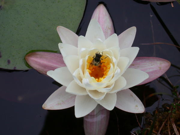 Pond Lily with bee