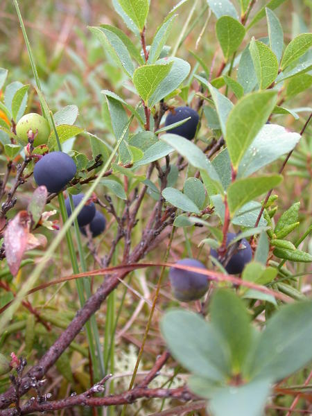 Bog blueberries <i>(Vaccinium uliginosum)</i>