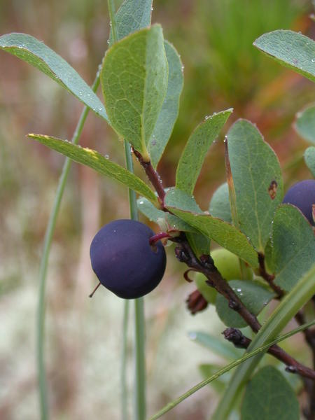 Bog blueberry <i>(Vaccinium uliginosum)</i>