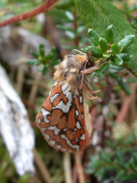 Hairy moth