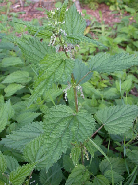 Stinging nettle <i>(Urtica lyalli)</i>