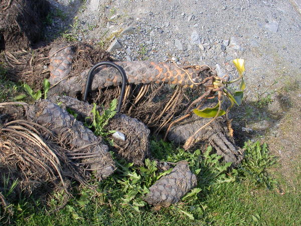 Pond lily <i>(Nuphar polysepalum)</i> roots with scale