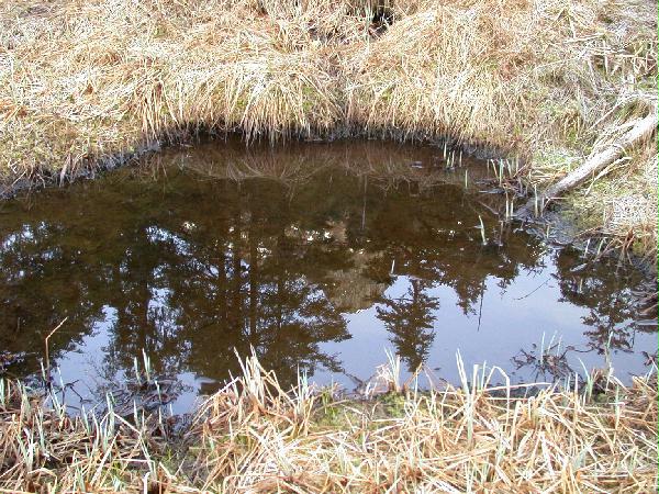 Reflected Ridge