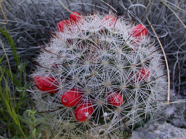 Mammillaria tetrancistra, Fishhook Cactus