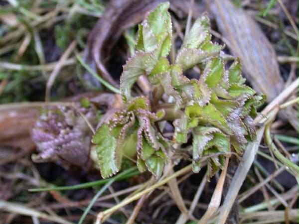 02-09 Unidentified Parsley (48202 bytes)