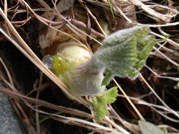 02-25 Cow Parsnip (55937 bytes)