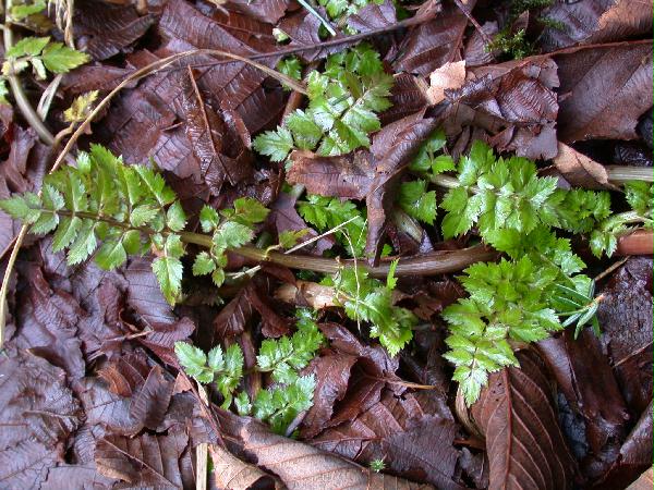 02-25 Pacific Water-Parsley (Oenanthe sarmentosa) (87201 bytes)