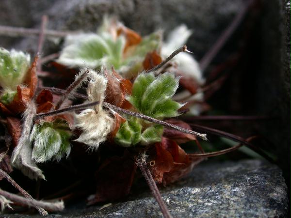 02-25 Villous Cinquefoil (Pontentilla villosa) (43952 bytes)