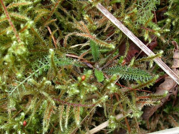 02-25 Yarrow (Achillea millefolium) (95382 bytes)