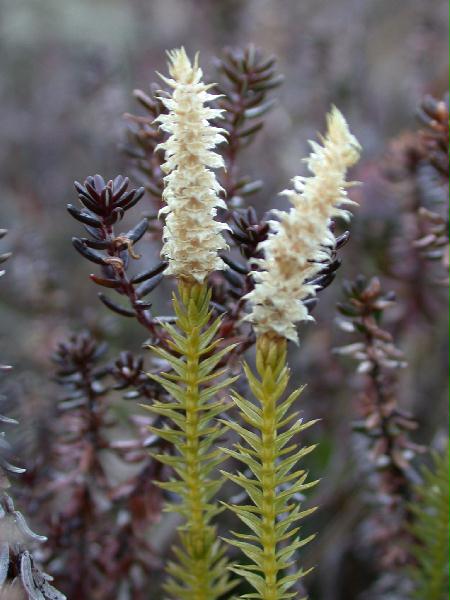 02-26 Unidentified Clubmoss (43405 bytes)