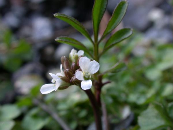 02-26 Little Western Bittercress in Flower (Cardamine oligosperma) (27472 bytes)